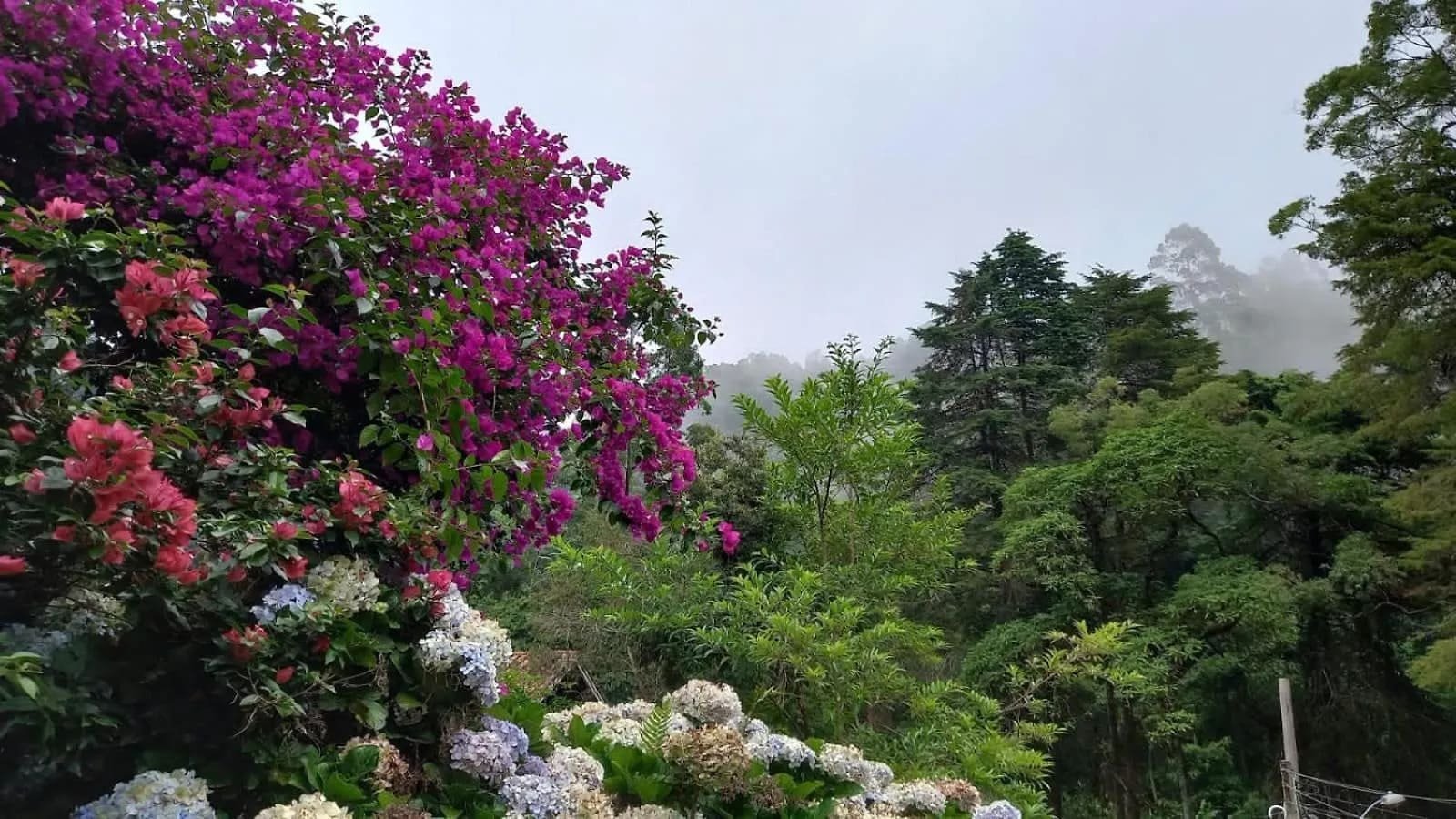 Área externa com jardim